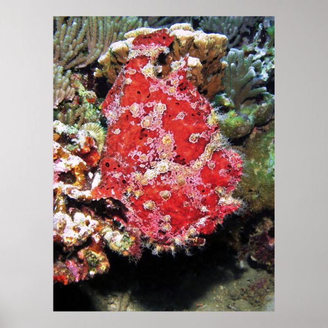 Giant Frogfish Porträtt Poster (Framsidan)