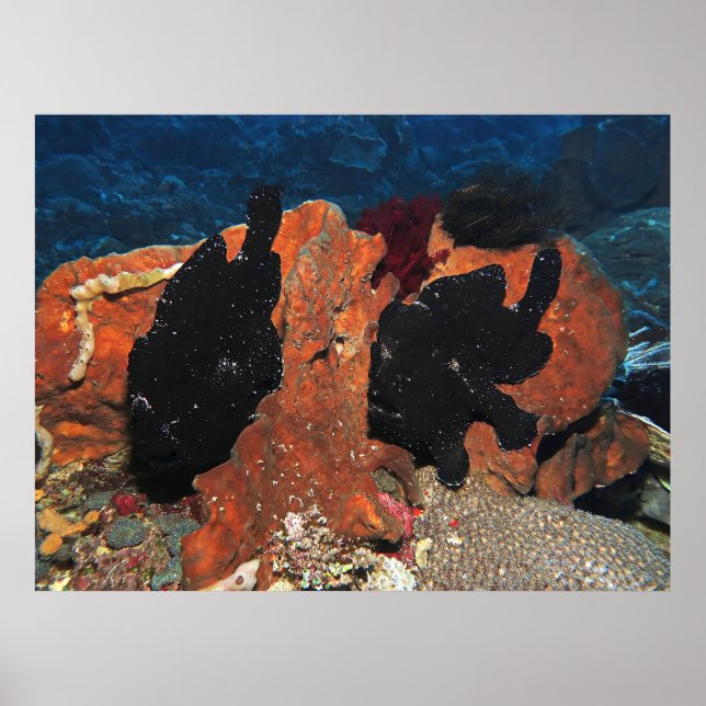 Giant Frogfish Poster (Framsidan)