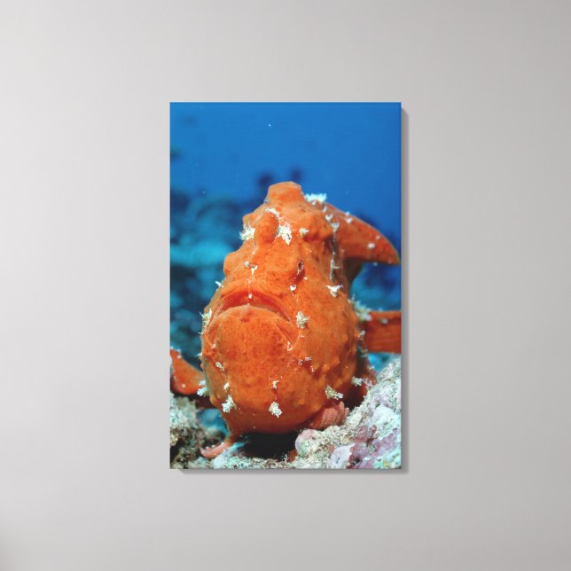 Giant Frogfish som visar sin fiskeklocka (Antennar Canvastryck (Framsida)