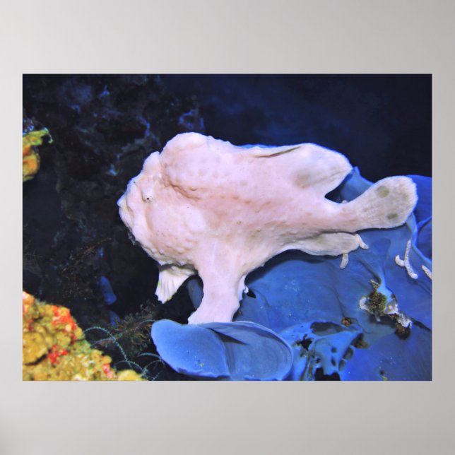 Giant Frogfish-White Poster (Framsidan)