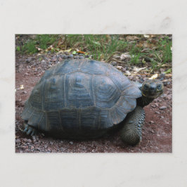 Giant Galapagos Tortoise Vykort