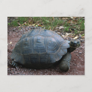Giant Galapagos Tortoise Vykort