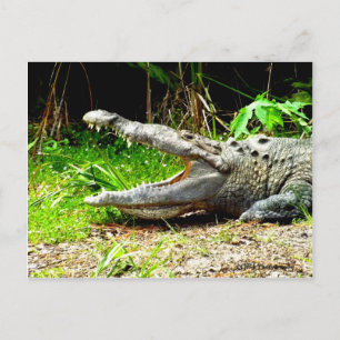 Giant gator med munnen öppen vykort