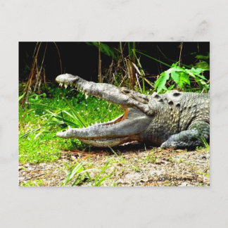 Giant gator med munnen öppen vykort