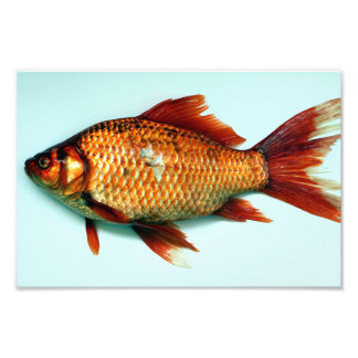 Giant Goldfish Fototryck