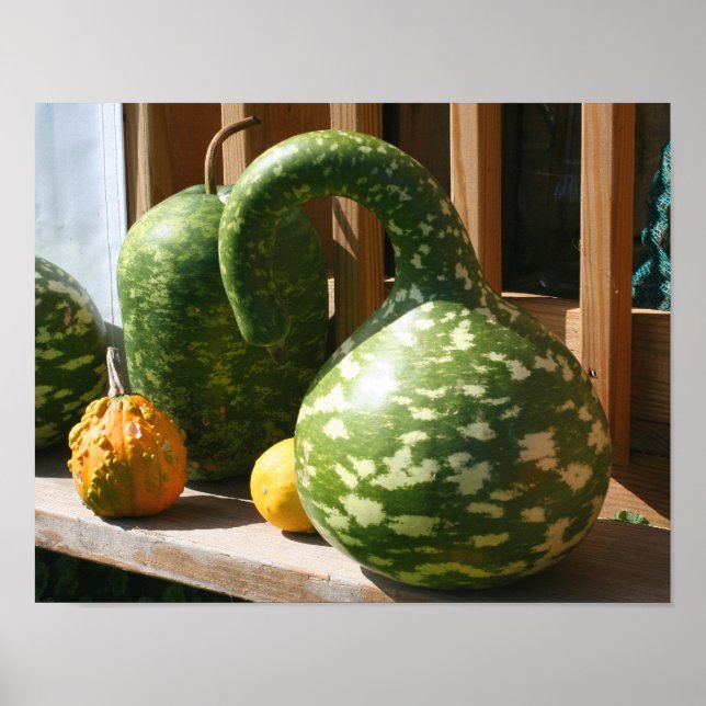 Giant Gourds Autumn Poster (Framsidan)