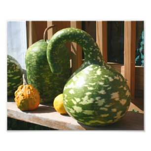 Giant Gourds Nature Fototryck