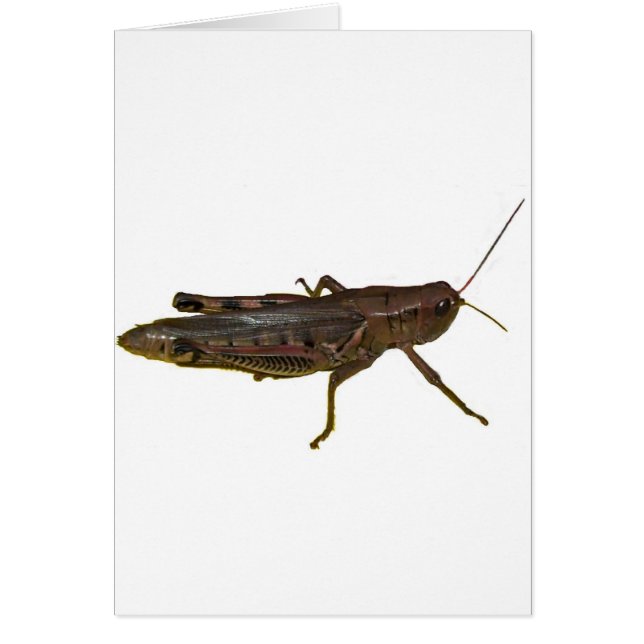 Giant Grashopper Hälsningskort (Framsidan)