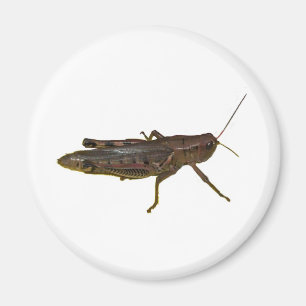 Giant Grashopper Magnet