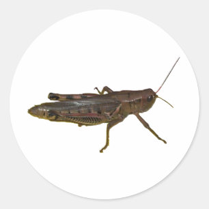 Giant Grashopper Runt Klistermärke