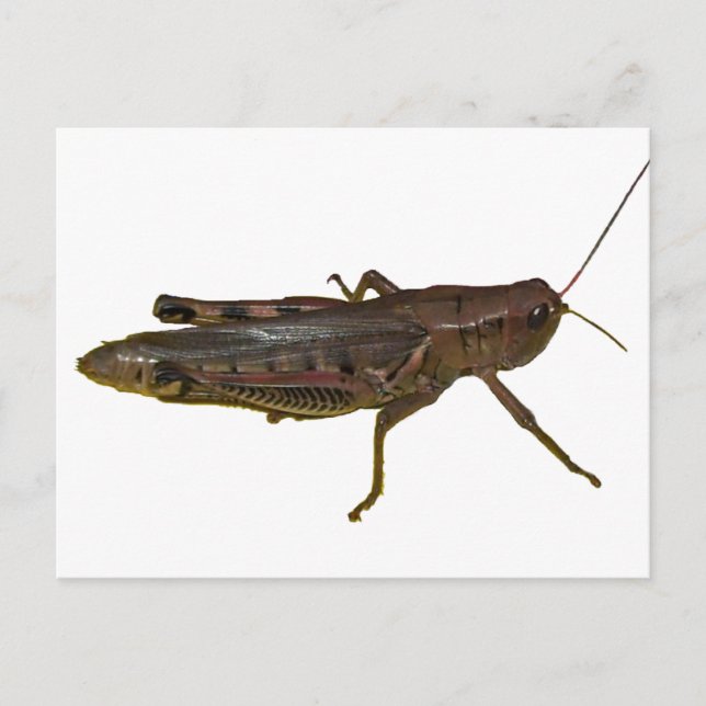 Giant Grashopper Vykort (Framsida)