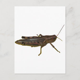 Giant Grashopper Vykort
