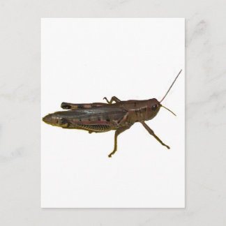 Giant Grashopper Vykort