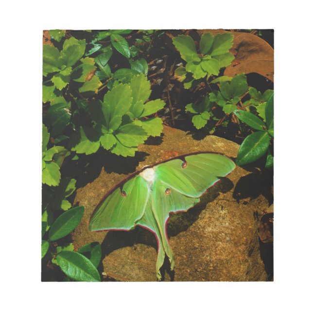 Giant Grönt Luna moth Anteckningsblock (Framsida)