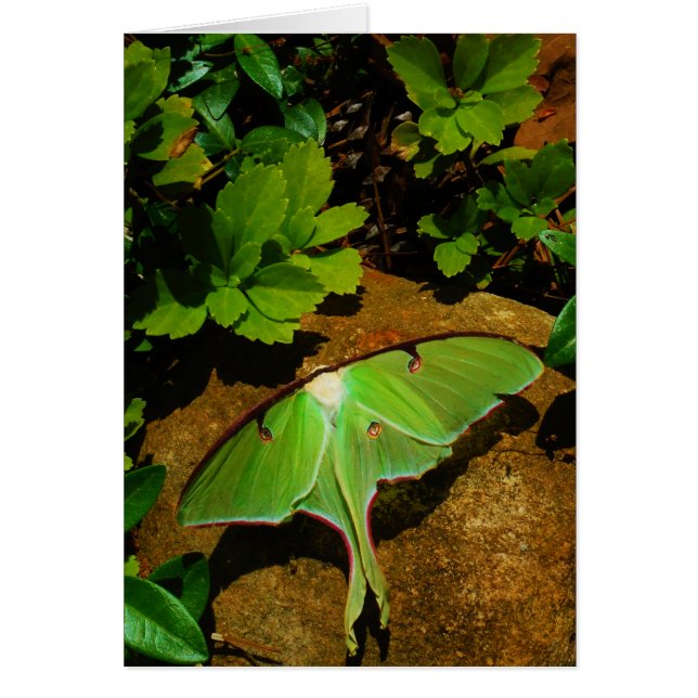 Giant Grönt Luna moth Hälsningskort (Framsidan)