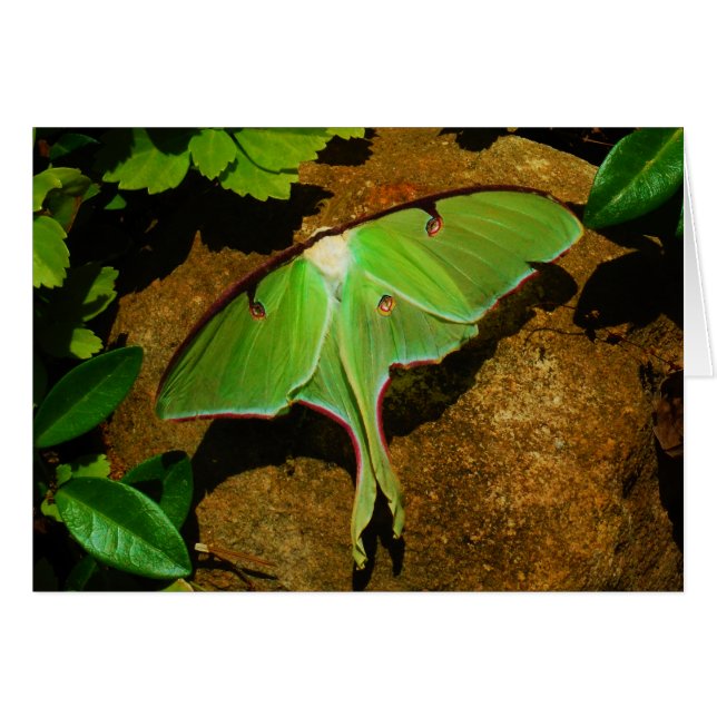 Giant Grönt Luna moth Hälsningskort (Framsidan Horizontal)