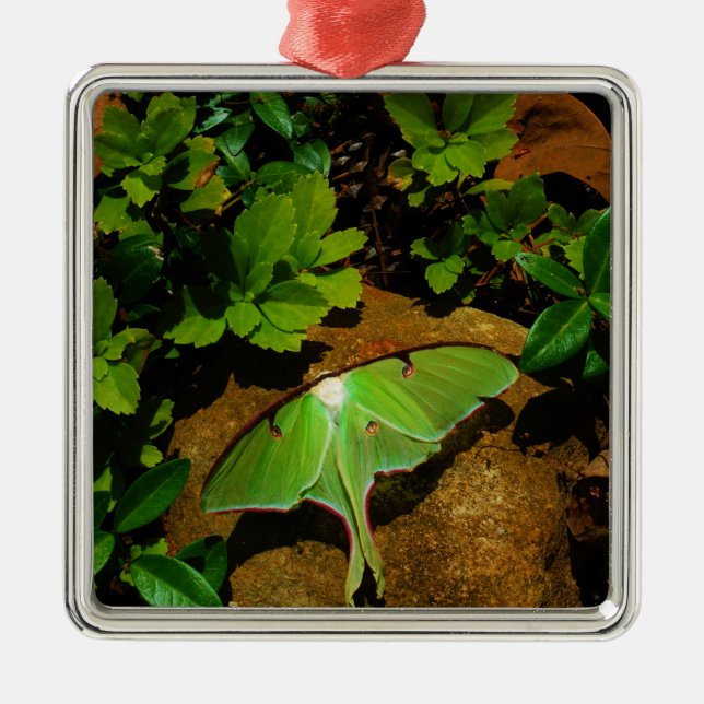 Giant Grönt Luna moth Julgransprydnad Metall (Framsidan)