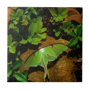 Giant Grönt Luna moth Kakelplatta