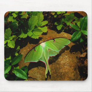 Giant Grönt Luna moth Musmatta