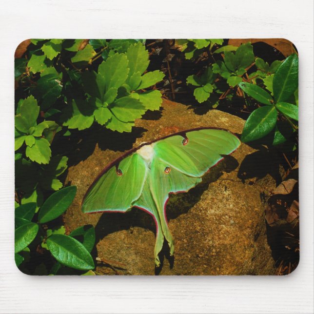 Giant Grönt Luna moth Musmatta (Framsidan)