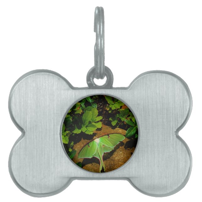 Giant Grönt Luna moth Namnbricka Husdjur (Framsidan)