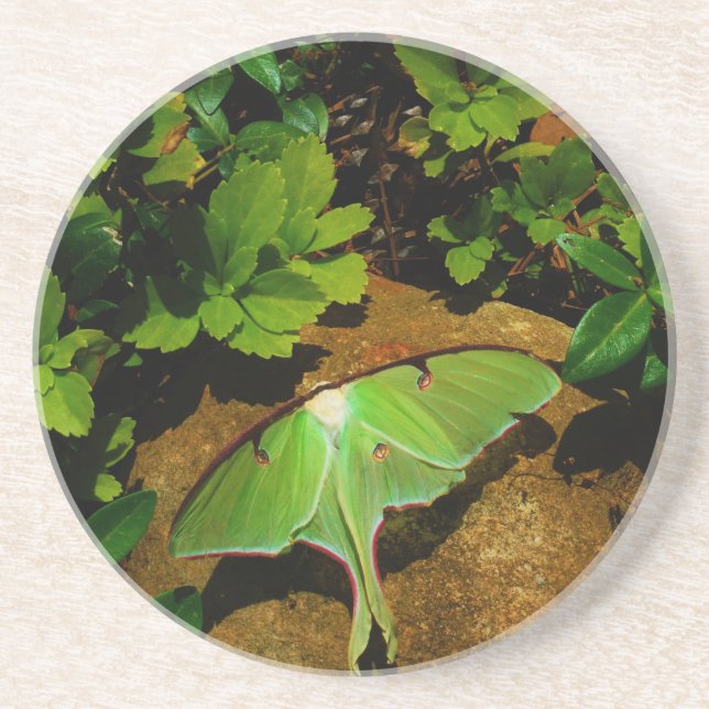 Giant Grönt Luna moth Underlägg Sandsten (Framsidan)