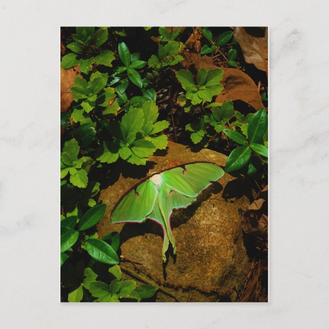 Giant Grönt Luna moth Vykort (Framsida)
