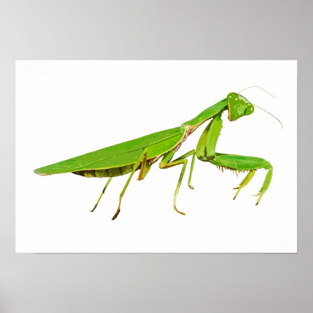 Giant Grönt Praying Mantis Poster (Framsidan)