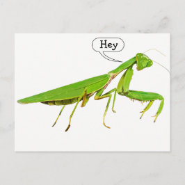 Giant Grönt Praying Mantis vykort