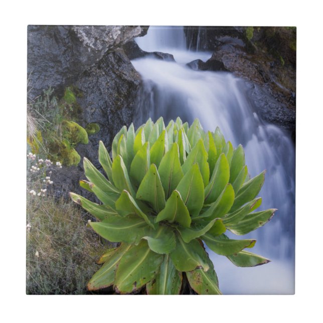 Giant Groundsel eller Dendrosenecio 2 Kakelplatta (Framsidan)