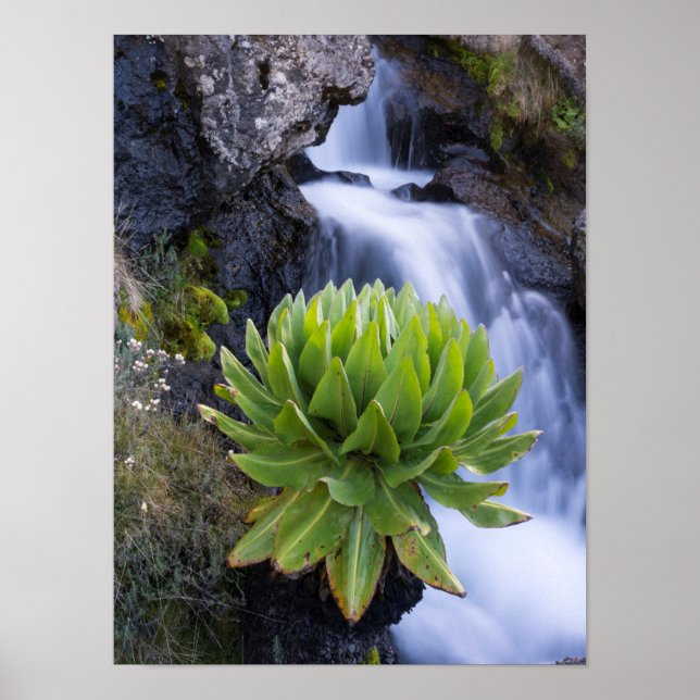 Giant Groundsel eller Dendrosenecio 2 Poster (Framsidan)