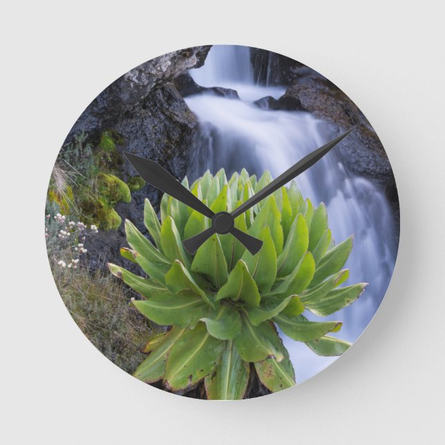 Giant Groundsel eller Dendrosenecio 2 Rund Klocka (Framsida)