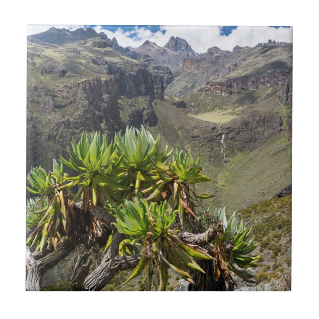 Giant Groundsel eller Dendrosenecio Kakelplatta (Framsidan)