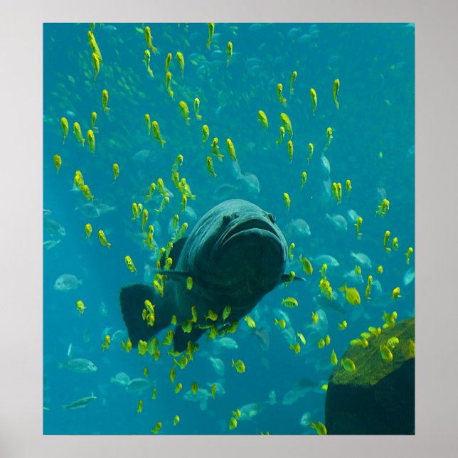 Giant Grouper Epinephelus Lanceolatus Poster (Framsidan)