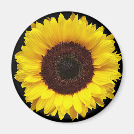 Giant Gult Garden Solros på Black Background Magnet