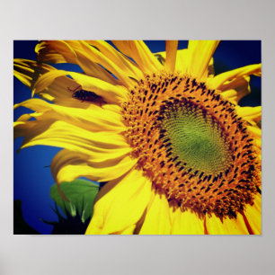 Giant Gult Solros och Insekt Friend Poster
