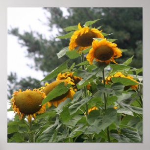 Giant Gult Sunblommblommor Poster