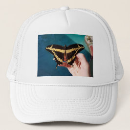 Giant Gult Swallowtail Butterfly Keps