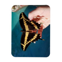 Giant Gult Swallowtail Butterfly