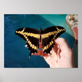Giant Gult Swallowtail Butterfly Poster