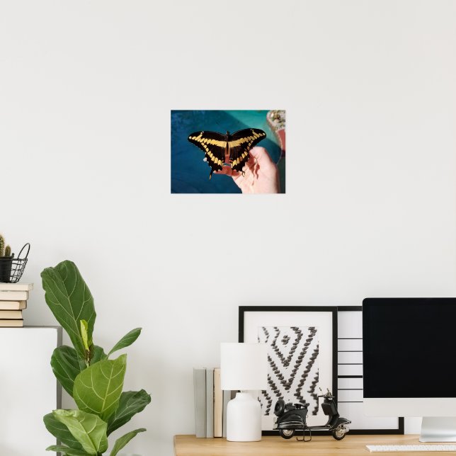 Giant Gult Swallowtail Butterfly Poster (Hemmakontoret)