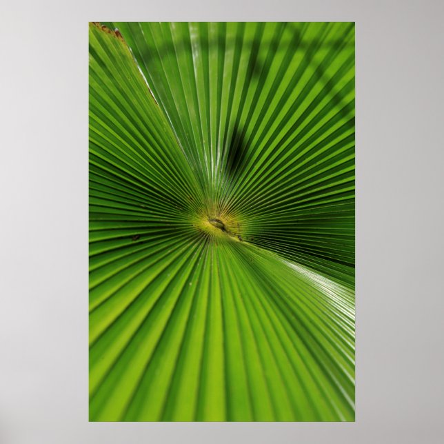 Giant Handflatan Löv, Queensland Poster (Framsidan)