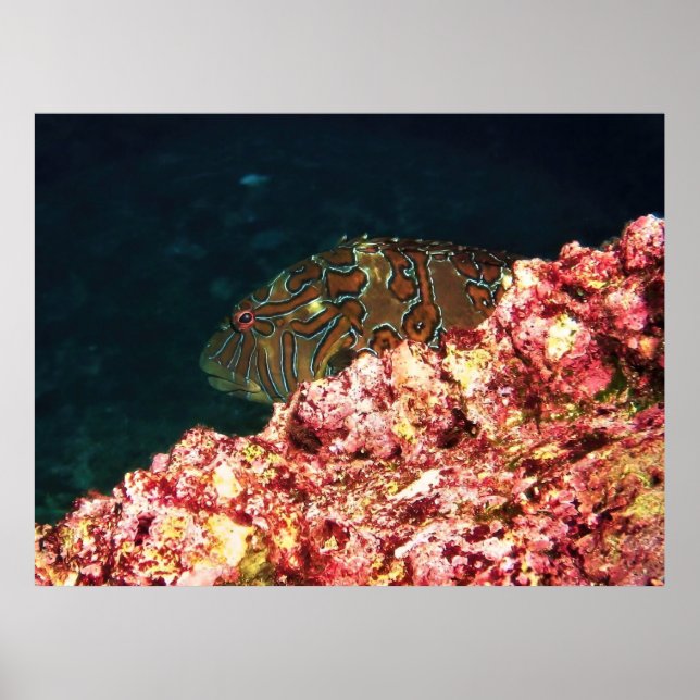 Giant Hawkfish-Galapagos Poster (Framsidan)
