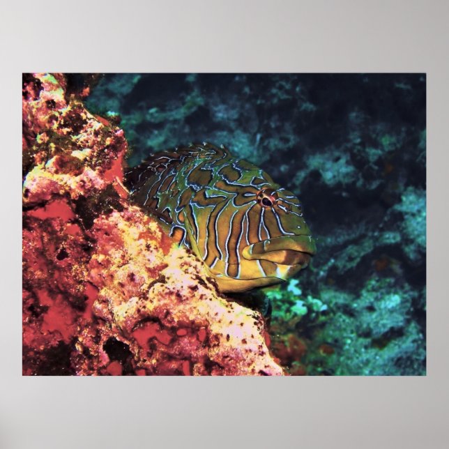 Giant Hawkfish of Galapagos Poster (Framsidan)