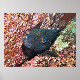 Giant Hawkfish Porträtt Poster