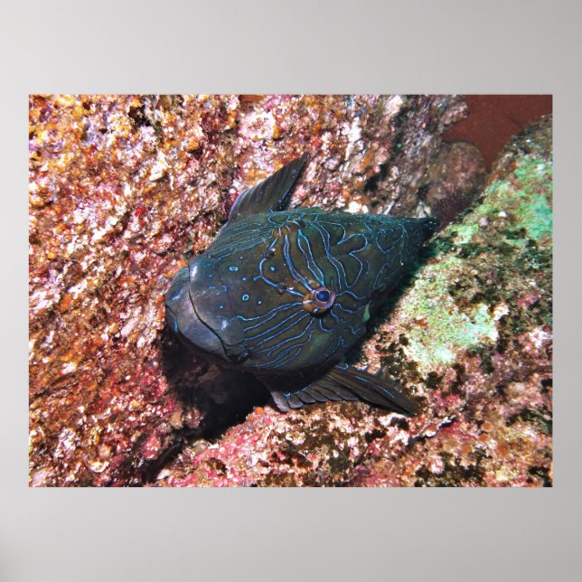 Giant Hawkfish Porträtt Poster (Framsidan)