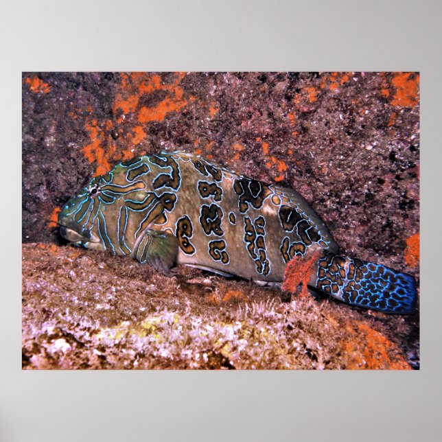 Giant Hawkfish Poster (Framsidan)