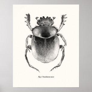 Giant Helig Scarab - Scarabaeus sacer Poster