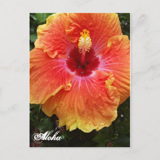 Giant Hibiscus Aloha-vykort Vykort