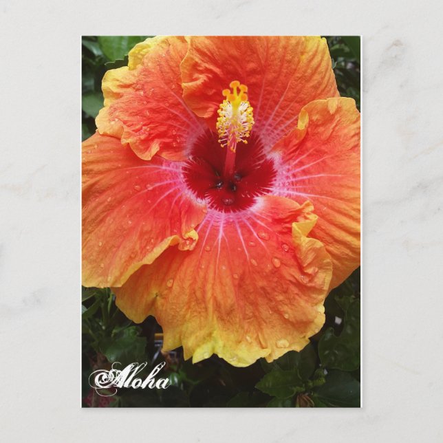 Giant Hibiscus Aloha-vykort Vykort (Framsida)